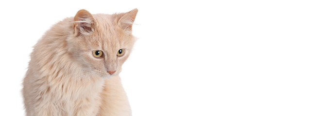 Cute ginger cat with green eyes looking at camera on white background, close-up pet portrait, domestic feline image for design and advertising.