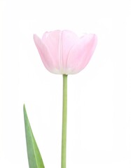 Fototapeta premium Single pale pink tulip, studio shot