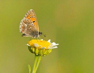 Obraz premium Butterfly on a flower