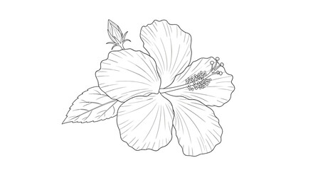 A detailed line drawing of a blooming hibiscus flower with a bud and leaves on a white background