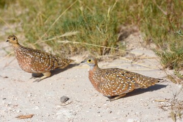 Fleckenflughühner (Pterocles burchelli) im Etoscha Nationalpark in Namibia
