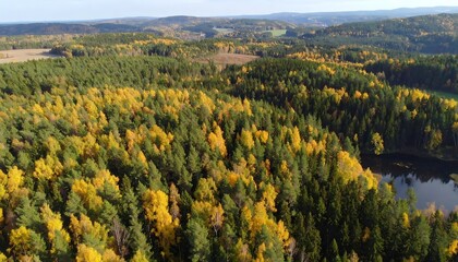 Autumnal forest vista from above