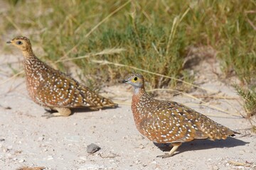 Fleckenflughühner (Pterocles burchelli) im Etoscha Nationalpark in Namibia
