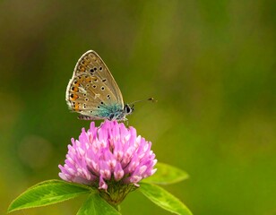 Obraz premium Butterfly on clover flower