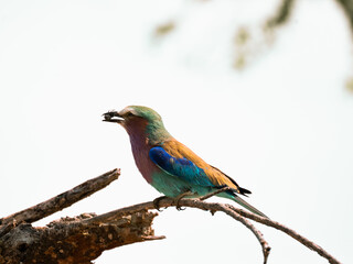 Lilac-breasted roller perched on a branch with an insect in its beak in Tanzania’s savanna.