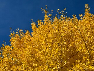 Yellow fall foliage tree against sky.