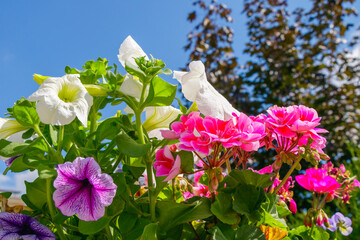 Colorful petunias and geraniums blooming under bright blue sky in a vibrant summer garden floral composition