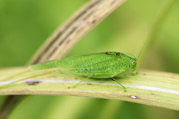 Tettigonia viridissima macro - green bush-cricket on grass blade