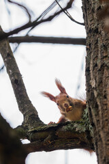 squirrel with a nut in its mouth