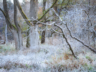 frosty forest