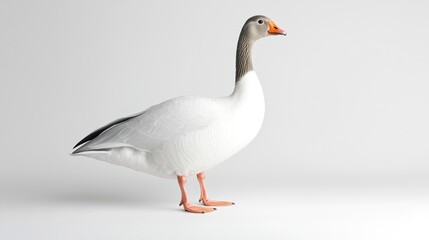 Obraz premium White goose on seamless background studio shot