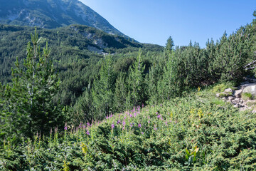 Pirin Mountain near Banderitsa Area, Bulgaria
