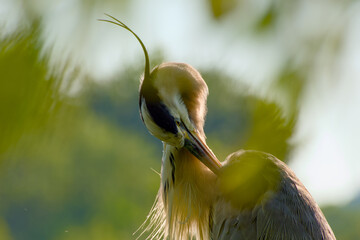 Grey heron captured in close-up, illuminated by sunlight from behind	