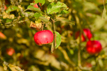 Autumn harvest with ripe apple on branch