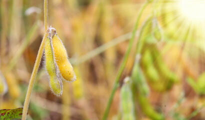 Soybean fields. Yellow-golden, ripe soybean pods on a sunny day. Blurred background. Concept of a good harvest, global food crisis. Macro.