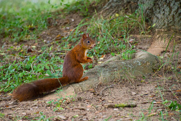 Red squirrel sitting by tree roots