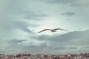 Obraz premium A lone seagull spreads its wings and glides effortlessly through the air, its form silhouetted against a moody sky, with Istanbul's buildings far below