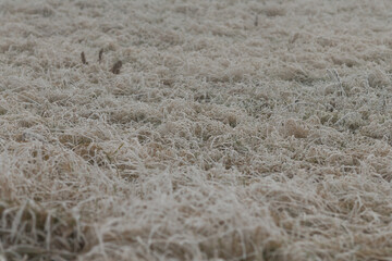 Close-up of a plant covered with frost as a winter background. Nature and atmospheric details of winter. 