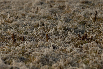 Close-up of a plant covered with frost as a winter background. Nature and atmospheric details of winter. 
