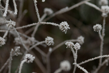 Close-up of a plant covered with frost as a winter background. Nature and atmospheric details of winter. 