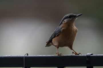 Curious Nuthatch with an Intense Stare on a Rainy Day