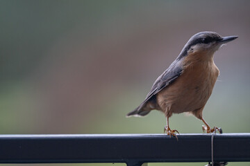 Curious Nuthatch with an Intense Stare on a Rainy Day
