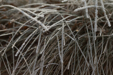 Close-up of a plant covered with frost as a winter background. Nature and atmospheric details of winter. 
