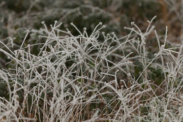 Close-up of a plant covered with frost as a winter background. Nature and atmospheric details of winter. 