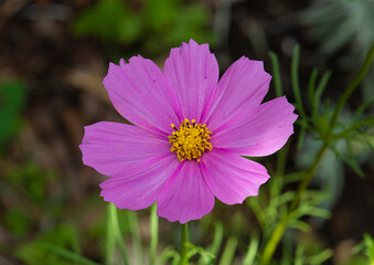 Cosmos