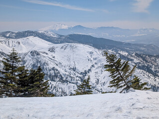 Winter landscape with snow-covered pine trees and distant peaks in Japanese Alps