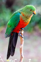 Beautiful Green and Red Parrot standing on Stick