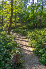 Footpath through forest and dunes with footsteps, tracks in the sand between sedge bushes, footprints on the way, blowing grass in the wind, nobody, a lonely path by the North Sea, solitude