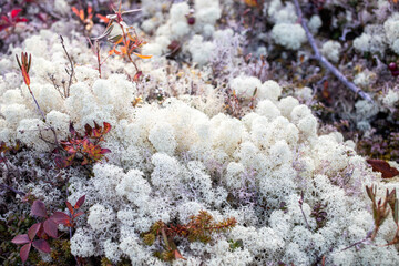 Mossy landscape featuring white lichen and colorful foliage in a natural setting during autumn