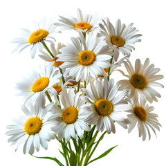 Fototapeta premium Daisies floral arrangement fresh cut flowers bouquet spring blossoms isolated transparent background in clear view with natural colors and sharp focus on a plain background. Simple clean style for sto