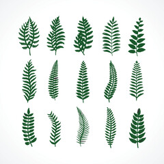 Collection of Black Fern Leaf Silhouettes – Botanical Nature Clipart Set