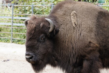 Side profile close up portrait of the head of a male American bison, or American buffalo, with...