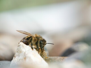 A single bee, wings slightly ajar, rests momentarily atop a porous white stone. The garden setting blurs in the background, suggesting a warm, calm afternoon