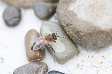 A close-up shows a bee taking respite on rocks near water. The bee's delicate wings and intricate features are clearly visible. It rests during a day among nature's splendor