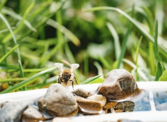 A bee carefully perches on small rocks near a water source, quenching its thirst. Blades of grass surround the watering hole, creating a miniature wilderness