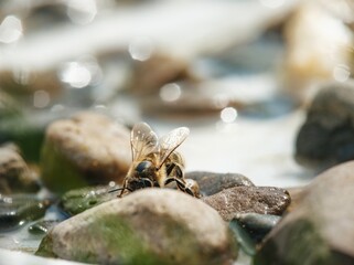 A Honeybee with translucent wings drinks from a shallow pool nestled between smooth rocks, seeking refreshment during a sunny afternoon. The light reflects off the water and the rocks