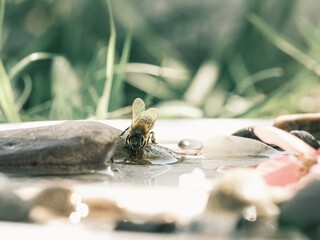 A Honey Bee drinks from a shallow pool of water, resting on a small rock next to flower petals and other pebbles on a bright Summer afternoon