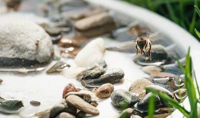 A buzzing bee approaches a shallow basin filled with cool water and small rocks, seeking refreshment from the Summer heat in someone's backyard garden