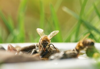 Several bees gather around a shallow dish filled with water and stones on a sunny day. They are drinking, using the stones to prevent drowning while enjoying the garden's refreshing resource