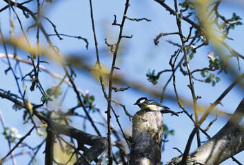 A Great Tit rests atop a truncated tree branch surrounded by new spring growth. Blue sky shows through the branches behind it, suggesting a bright, sunny day