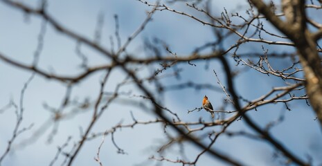 A small Robin rests briefly on a bare branch against a backdrop of pale blue sky streaked with high clouds, as Winter slowly gives way to the promise of Spring in Yorkshire
