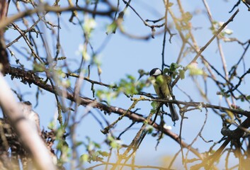 A Great Tit perches gracefully on a mossy branch, framed by emerging leaves, soaking up the Spring sunlight in the United Kingdom, against a vibrant blue sky background