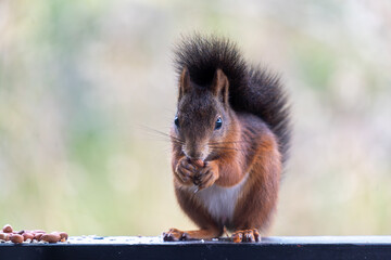 Cute Red Squirrel with a Nut, Looking at the Camera