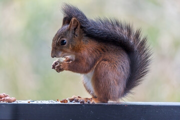 Cute Red Squirrel Eating a Nut on a Garden Fence