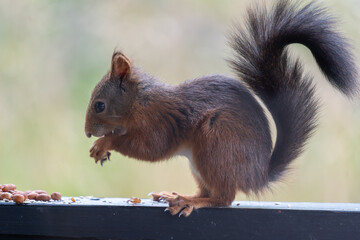 Eurasian Red Squirrel Profile Shot with Nut and Bushy Tail