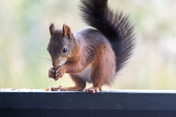 Red Squirrel Eating a Nut on a Ledge with Fluffy Tail